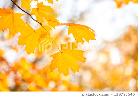 Natural autumn maple leaves on a branch, through which the setting sun shines Natural autumn maple leaves on a branch, through which the setting sun shines 129755540