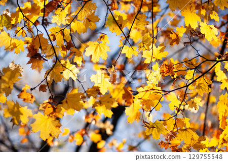 Natural autumn maple leaves on a branch, through which the setting sun shines against the blue sky Natural autumn maple leaves on a branch, through which the setting sun shines against the blue sky 129755548