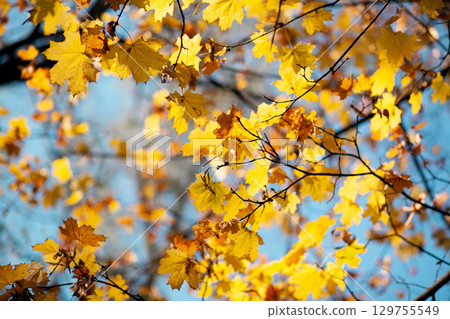 Natural autumn maple leaves on a branch, through which the setting sun shines against the blue sky Natural autumn maple leaves on a branch, through which the setting sun shines against the blue sky 129755549