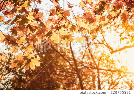 Natural autumn maple leaves on a branch, through which the setting sun shines Natural autumn maple leaves on a branch, through which the setting sun shines 129755551