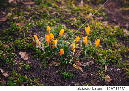 Bright orange crocuses bloom in early spring garden 129755581