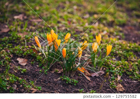 Bright yellow crocus flowers bloom among green grass in a springtime garden 129755582