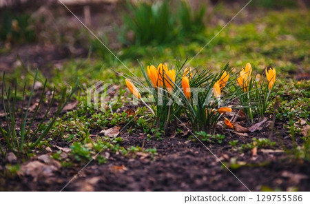 Bright yellow crocus flowers bloom in early spring garden Bright yellow crocus flowers bloom in early spring garden 129755586