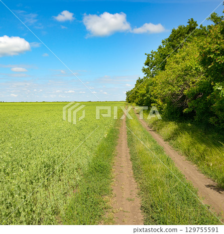 Country road through young pea field and blue sky with white clouds. Country road through young pea field and blue sky with white clouds. 129755591