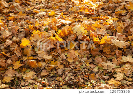 Background of Autumn yellow and orange dry leaves lying on the ground. Background of Autumn yellow and orange dry leaves lying on the ground. 129755596