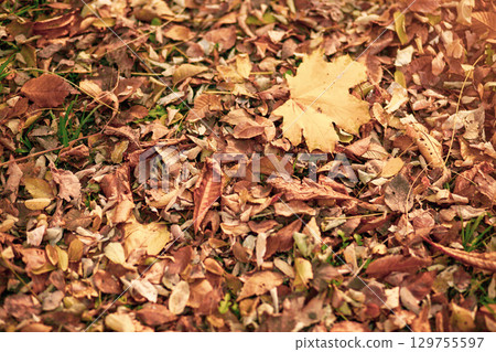 Background of Autumn yellow and orange dry leaves lying on the ground. 129755597
