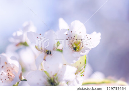 Delicate white blossoms surrounded by gentle sunlight in a serene garden setting during springtime 129755664