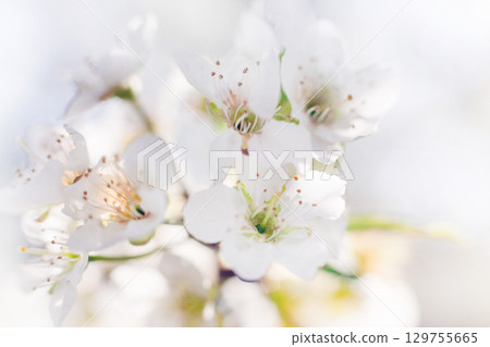 Beautiful white cherry blossoms bloom during spring in a serene garden setting, showcasing nature's delicate elegance and vibrant life Beautiful white cherry blossoms bloom during spring in a serene garden setting, showcasing nature's delicate elegance and vibrant life 129755665