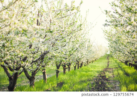Footpath in the Blooming Spring Garden. White flowers of apple tree in the garden. Spring background 129755674
