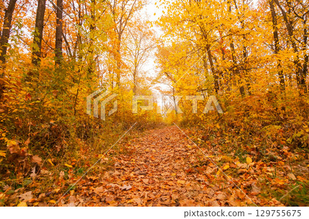 Pathway through autumn forest, among trees and shrubs, photography from the ground 129755675