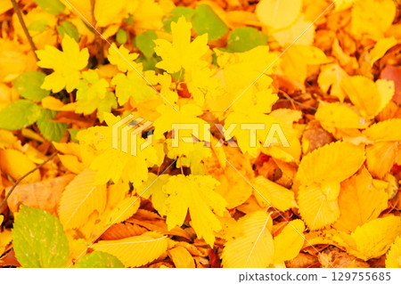Background of Autumn yellow and orange dry leaves lying on the ground. 129755685