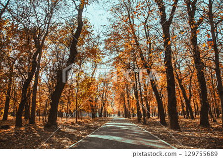 Asphalt path through the autumn city Park among the trees 129755689