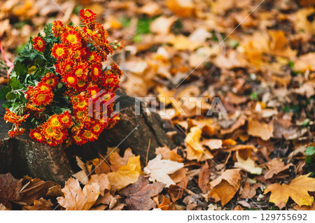 Orange chrysanthemum flowers on the background of fallen leaves with copy space and selective focus Orange chrysanthemum flowers on the background of fallen leaves with copy space and selective focus 129755692