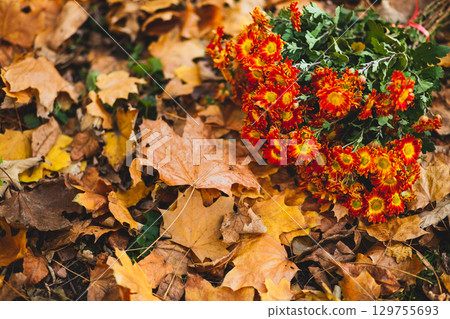 Orange chrysanthemum flowers on the background of fallen leaves with copy space and selective focus Orange chrysanthemum flowers on the background of fallen leaves with copy space and selective focus 129755693