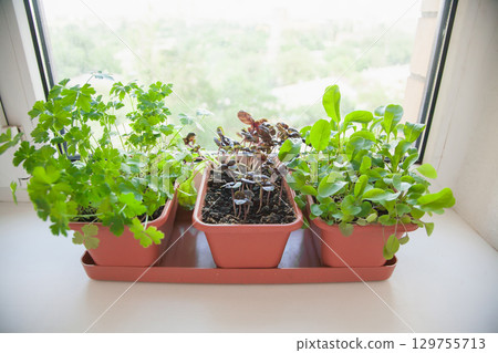 Growing herbs on the windowsill. Young sprouts of parsley, arugula and lilac Basil in a pot on a white windowsill Growing herbs on the windowsill. Young sprouts of parsley, arugula and lilac Basil in a pot on a white windowsill 129755713