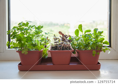 Growing herbs on the windowsill. Young sprouts of parsley, arugula and lilac Basil in a pot on a white windowsill 129755714