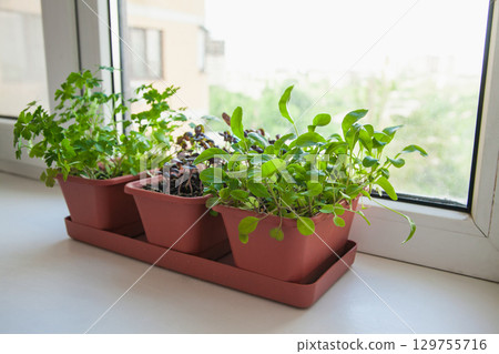 Growing herbs on the windowsill. Young sprouts of parsley, arugula and lilac Basil in a pot on a white windowsill Growing herbs on the windowsill. Young sprouts of parsley, arugula and lilac Basil in a pot on a white windowsill 129755716