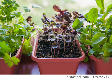 Growing herbs on the windowsill. Young sprouts of lilac Basil, parsley and arugula in a pot on a white windowsill 129755717