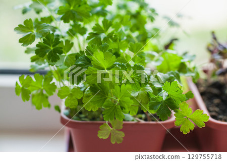 Growing herbs on the windowsill. Young sprouts of parsley in a pot on a white windowsill Growing herbs on the windowsill. Young sprouts of parsley in a pot on a white windowsill 129755718