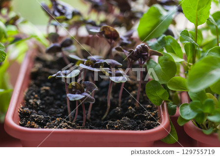Growing herbs on the windowsill. Young sprouts of lilac Basil and arugula in a pot on a white windowsill Growing herbs on the windowsill. Young sprouts of lilac Basil and arugula in a pot on a white windowsill 129755719