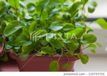 Growing herbs on the windowsill. Young sprouts of arugula in a pot on a white windowsill 129755720