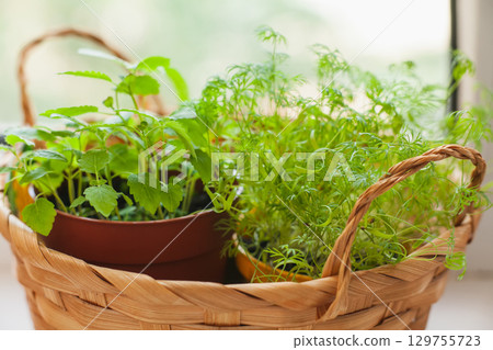 Growing herbs on the windowsill. Young sprouts of melissa and dill in pot and basket on a white windowsill 129755723
