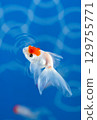 The beauty of a goldfish swimming leisurely among the ripples of water 129755771