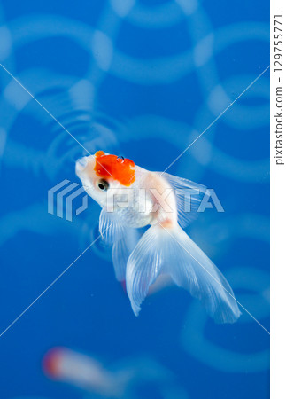 The beauty of a goldfish swimming leisurely among the ripples of water 129755771