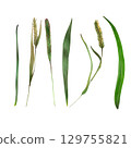 Set of watercolor green grass for spring or summer decoration. Botanical close up illustration of herbs and cereals isolated on white. Collection of outdoor blade elements growing in garden or meadow Set of watercolor green grass for spring or summer decoration. Botanical close up illustration of herbs and cereals isolated on white. Collection of outdoor blade elements growing in garden or meadow 129755821