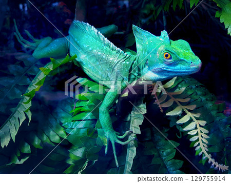 Helmet-bearing basilisk sits in a terrarium among green leaves Helmet-bearing basilisk sits in a terrarium among green leaves 129755914