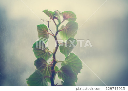 Green foliage of home plant geranium or pelargonium on the windowsill on the background of the rain window 129755915