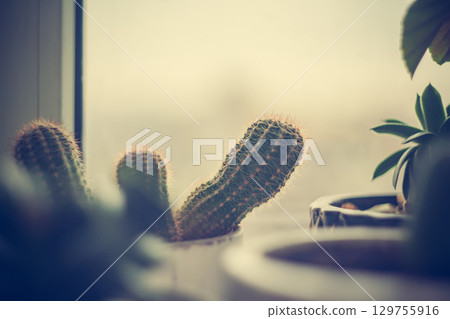 Green foliage of home plant cactus on the windowsill on the background of the rain window 129755916