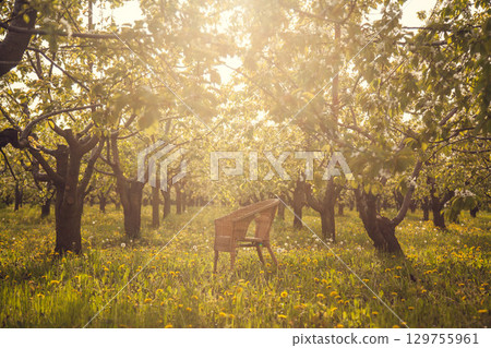A wicker chair stands on the grass with dandelions in a blooming Apple orchard. 129755961