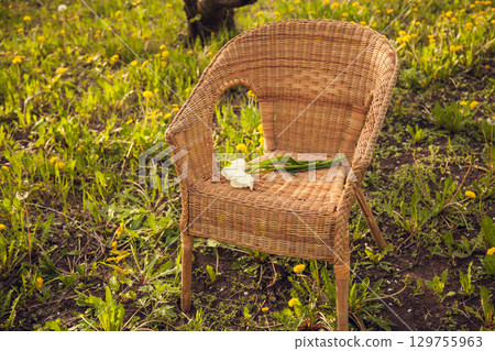 A wicker chair stands on the grass with dandelions in a blooming Apple orchard. A wicker chair stands on the grass with dandelions in a blooming Apple orchard. 129755963