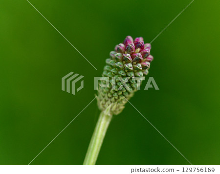 Dark reddish-purple buds of the perennial herbaceous plant of the Rosaceae family, Sanguisorba officinalis Dark reddish-purple buds of the perennial herbaceous plant of the Rosaceae family, Sanguisorba officinalis 129756169