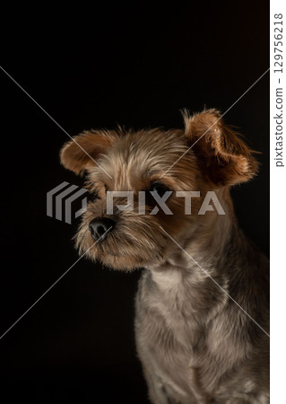 Yorkshire Terrier Mugi 129756218