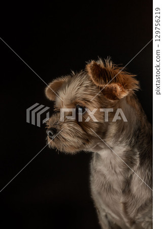 Yorkshire Terrier Mugi 129756219