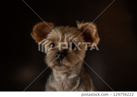 Yorkshire Terrier Mugi Yorkshire Terrier Mugi 129756222