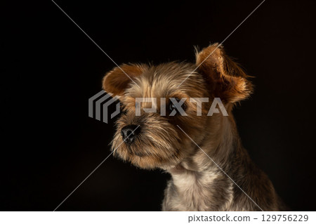 Yorkshire Terrier Mugi Yorkshire Terrier Mugi 129756229