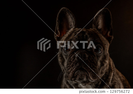 French bulldog 129756272