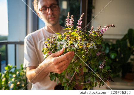Man inspect tulsi basil leaves. Indoor pot plant health, home garden with medicinal plants Man inspect tulsi basil leaves. Indoor pot plant health, home garden with medicinal plants 129756293