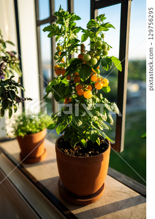 Homegrown of dwarf cherry yellow tomato in clay pot growing on french balcony at home. Eco living. Homegrown of dwarf cherry yellow tomato in clay pot growing on french balcony at home. Eco living. 129756295