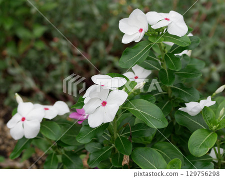 夾竹桃科長春花 夾竹桃科長春花 129756298
