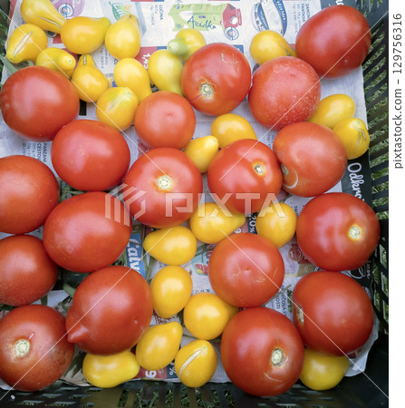 Nitra, Slovakia - July 30, 2025: Yellow and red tomatoes in box on paper. The first tomato harvest from my own garden. 129756316