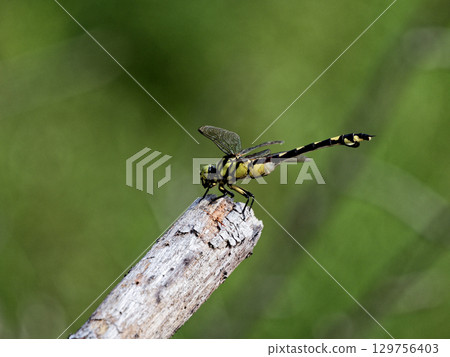 Gomphidae Uchiwayanma ♀ Gomphidae Uchiwayanma ♀ 129756403