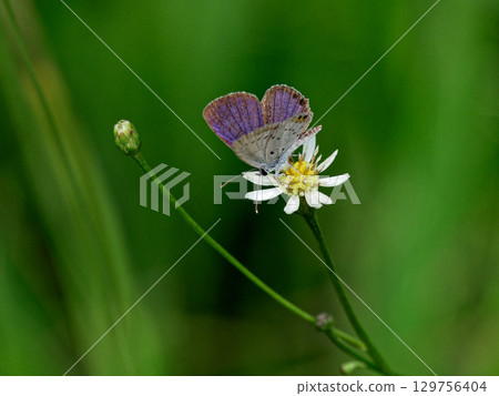 沼澤植物、菊花訪花昆蟲、燕尾蝶（雄性） 129756404