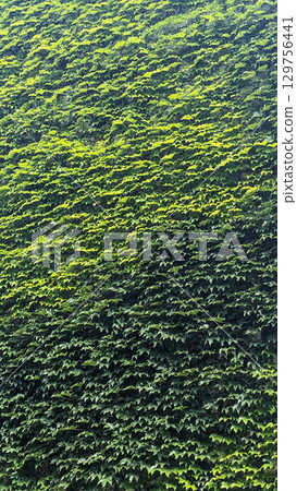 Wildgrape Leaves Covering Building Facade Wildgrape Leaves Covering Building Facade 129756441