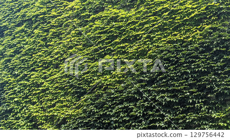 Wildgrape Greenery Creating Natural Texture Wildgrape Greenery Creating Natural Texture 129756442