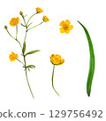 Buttercup watercolor illustration set isolated on white. Hand-drawn flowers with yellow petals, buds and leaves. Detailed botanical clipart for floral design, packaging, textile, decorative projects Buttercup watercolor illustration set isolated on white. Hand-drawn flowers with yellow petals, buds and leaves. Detailed botanical clipart for floral design, packaging, textile, decorative projects 129756492