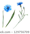 Cornflower watercolor set isolated on white. Hand-drawn illustration with blue petals, buds and green leaves. Detailed botanical clipart for floral design, packaging, textile, decorative projects Cornflower watercolor set isolated on white. Hand-drawn illustration with blue petals, buds and green leaves. Detailed botanical clipart for floral design, packaging, textile, decorative projects 129756709